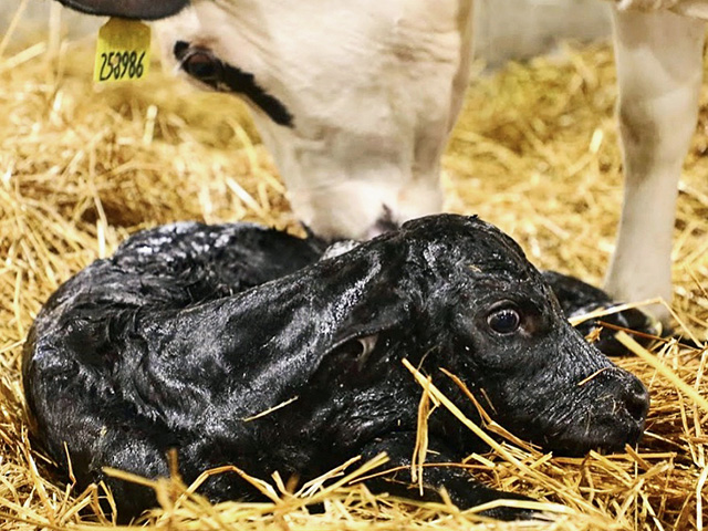 Putting a beef sire on a dairy cow creates a calf with $100 to $150 more value at the feedyard. (Photo courtesy of courtesy of Riverview LLP)